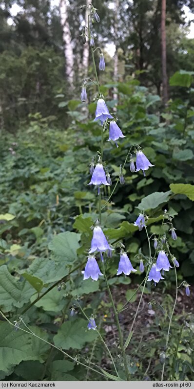 Adenophora liliifolia (dzwonecznik wonny)