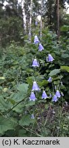 Adenophora liliifolia (dzwonecznik wonny)