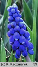 Muscari armeniacum (szafirek armeński)