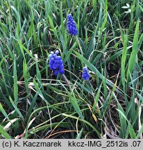 Muscari armeniacum (szafirek armeński)