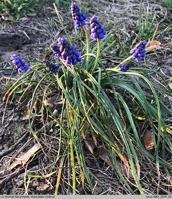 Muscari armeniacum (szafirek armeński)