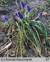 Muscari armeniacum (szafirek armeński)