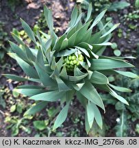 Fritillaria persica (szachownica perska)