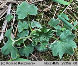 Alchemilla baltica (przywrotnik przymglony)