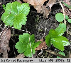 Astrantia major (jarzmianka większa)