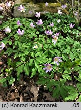 Anemone nemorosa (zawilec gajowy)