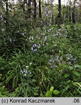 Adenophora liliifolia (dzwonecznik wonny)