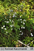 Adenophora liliifolia (dzwonecznik wonny)