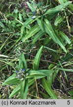 Gentiana cruciata (goryczka krzyżowa)