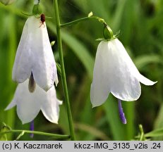 Adenophora liliifolia (dzwonecznik wonny)