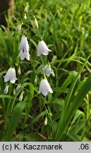 Adenophora liliifolia (dzwonecznik wonny)