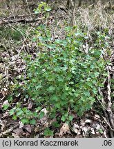 Ribes uva-crispa ssp. uva-crispa (porzeczka agrest typowa)