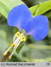 Commelina communis (komelina pospolita)