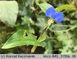 Commelina communis (komelina pospolita)