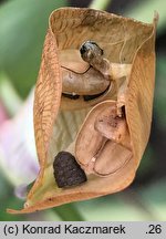 Commelina communis (komelina pospolita)