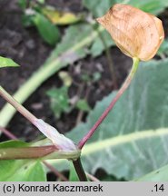 Commelina communis (komelina pospolita)