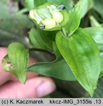 Commelina communis (komelina pospolita)