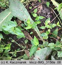 Commelina communis (komelina pospolita)