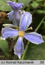 Clematis heracleifolia var. tubulosa (powojnik rurkowaty)