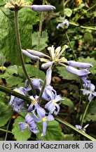 Clematis heracleifolia var. tubulosa (powojnik rurkowaty)