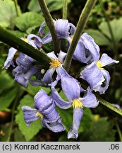 Clematis heracleifolia var. tubulosa (powojnik rurkowaty)