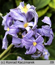 Clematis heracleifolia var. tubulosa (powojnik rurkowaty)