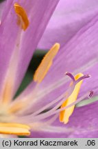 Colchicum ×byzantinum (zimowit bizantyjski)