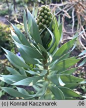 Fritillaria persica (szachownica perska)