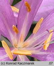 Colchicum ×byzantinum (zimowit bizantyjski)