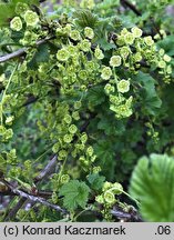 Ribes rubrum (porzeczka zwyczajna)