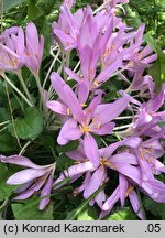 Colchicum ×byzantinum (zimowit bizantyjski)