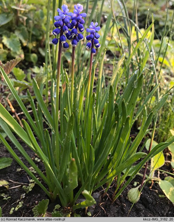 Muscari botryoides (szafirek drobnokwiatowy)