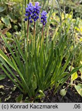 Muscari botryoides (szafirek drobnokwiatowy)