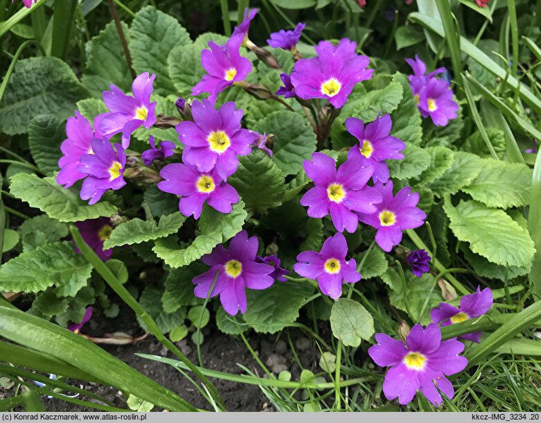 Primula ×pruhoniciana (pierwiosnek pruhonicki)