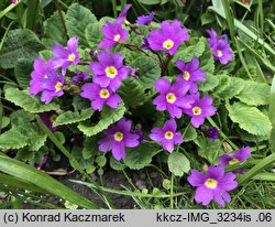 Primula ×pruhoniciana (pierwiosnek pruhonicki)