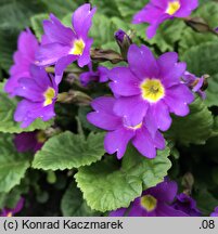 Primula ×pruhoniciana (pierwiosnek pruhonicki)