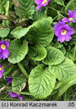 Primula ×pruhoniciana (pierwiosnek pruhonicki)