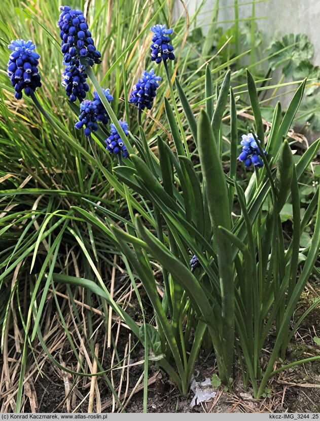 Muscari aucheri (szafirek Auchera)