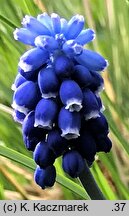 Muscari aucheri (szafirek Auchera)