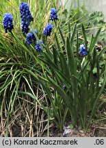 Muscari aucheri (szafirek Auchera)