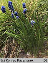 Muscari aucheri (szafirek Auchera)