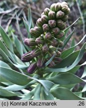 Fritillaria persica (szachownica perska)