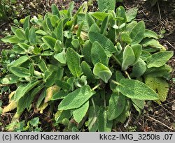 Stachys germanica (czyściec kosmaty)