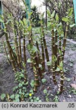 Reynoutria japonica (rdestowiec ostrokończysty)