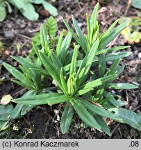 Lithospermum officinale (nawrot lekarski)