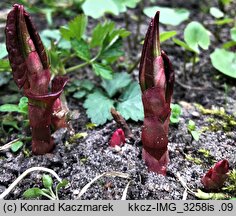 Reynoutria japonica (rdestowiec ostrokończysty)