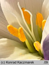 Colchicum speciosum (zimowit powabny)