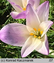 Colchicum speciosum (zimowit powabny)