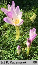 Colchicum speciosum (zimowit powabny)