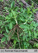 Valeriana excelsa ssp. sambucifolia (kozłek bzowy)